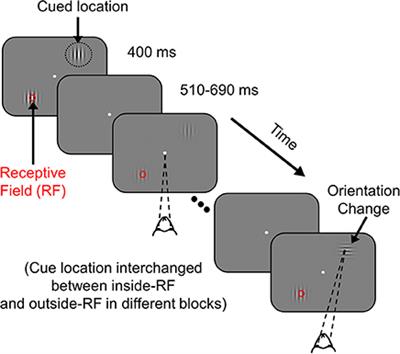 Effect of Stimulus Contrast and Visual Attention on Spike-Gamma Phase Relationship in Macaque Primary Visual Cortex